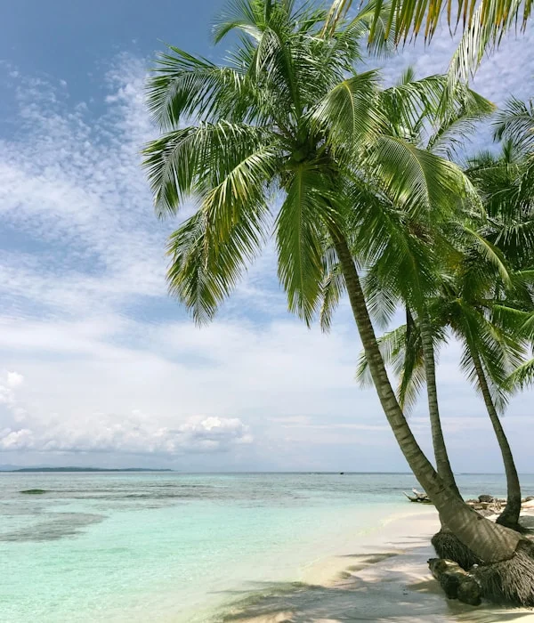 Palm trees against clear sky representing calm expertise